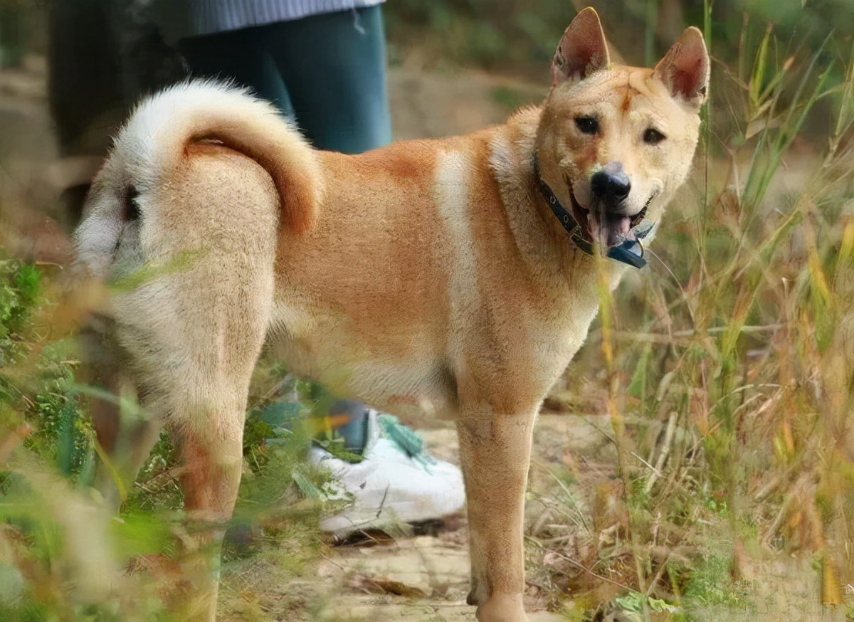 十大服从性最好的狗狗,狗狗中最乖的狗是哪一种