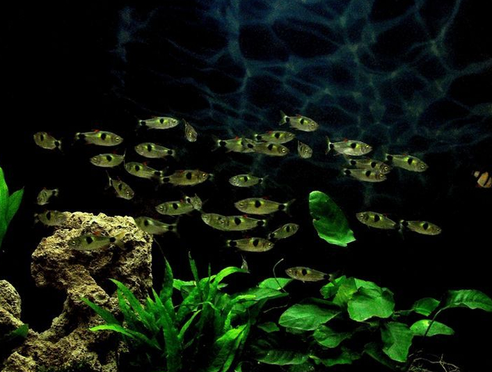 明白了原理做事就会很快,草缸必须24小时水循环吗