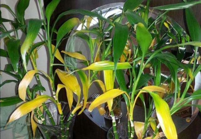 家里养的富贵竹,突然就烂根了,3种正确处理方式,预防烂根