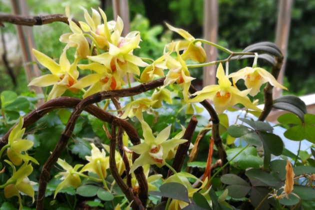 石斛叶子发黄脱落什么原因,喉红石斛叶子发黄变黑