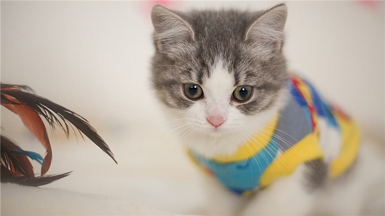 猫咪眼屎多的原因和处理方法,猫咪眼屎特别多