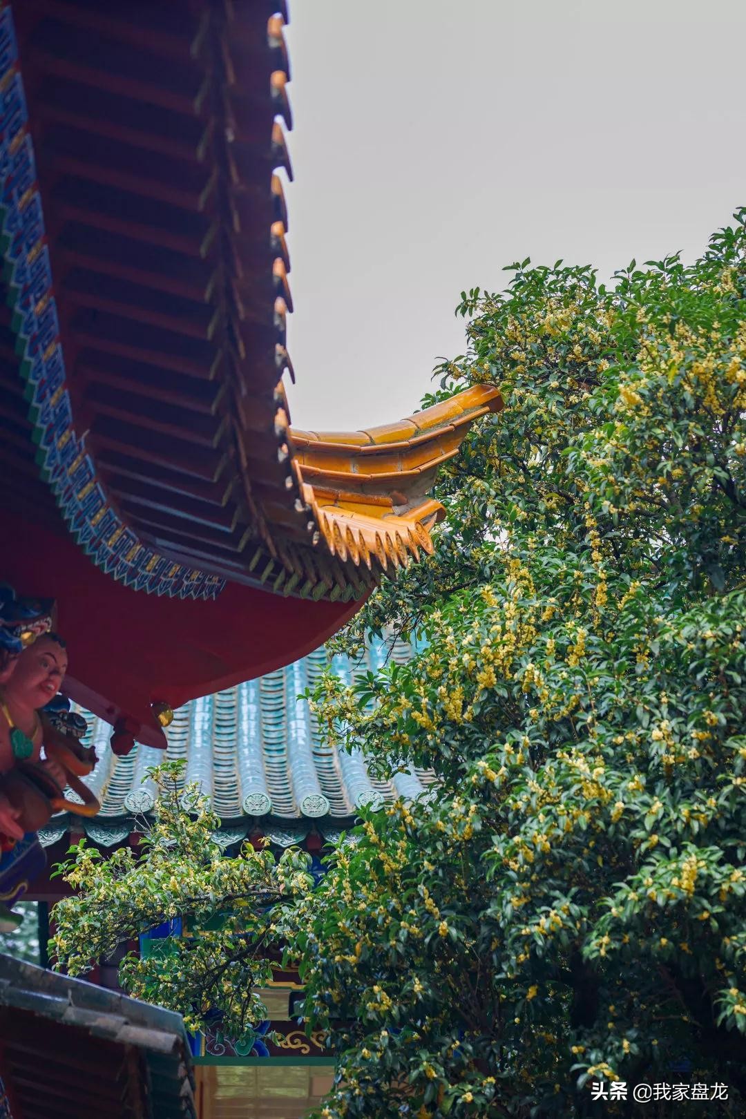 在盘龙的桂花香里，亲吻这个秋天|黑龙潭公园美图大赏