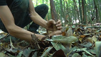 贵州省桐梓县马鬃乡竹笋,桐梓新鲜方竹笋基地