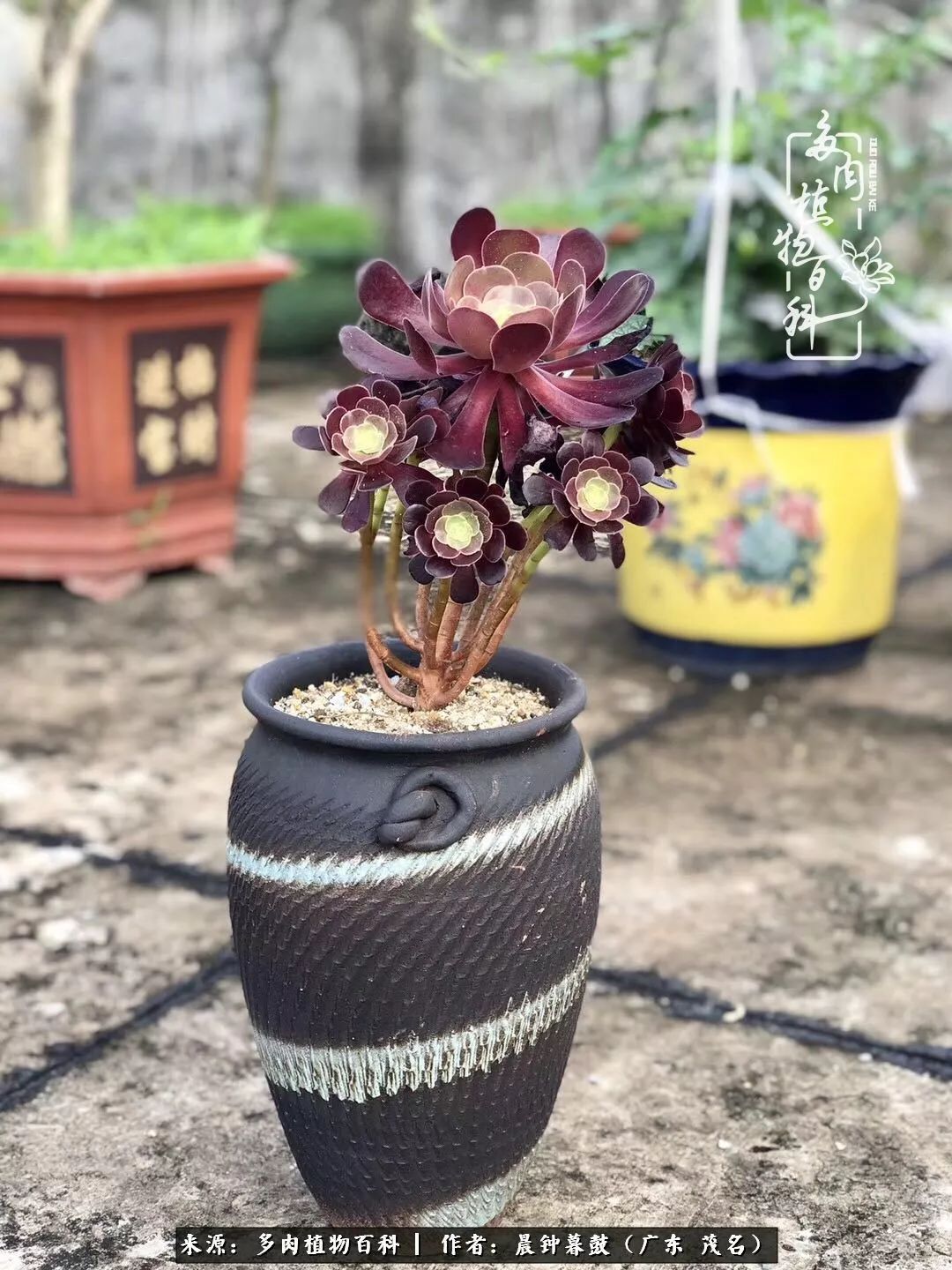 轻轻地告诉你，我的多肉也曾美过，不信你看看