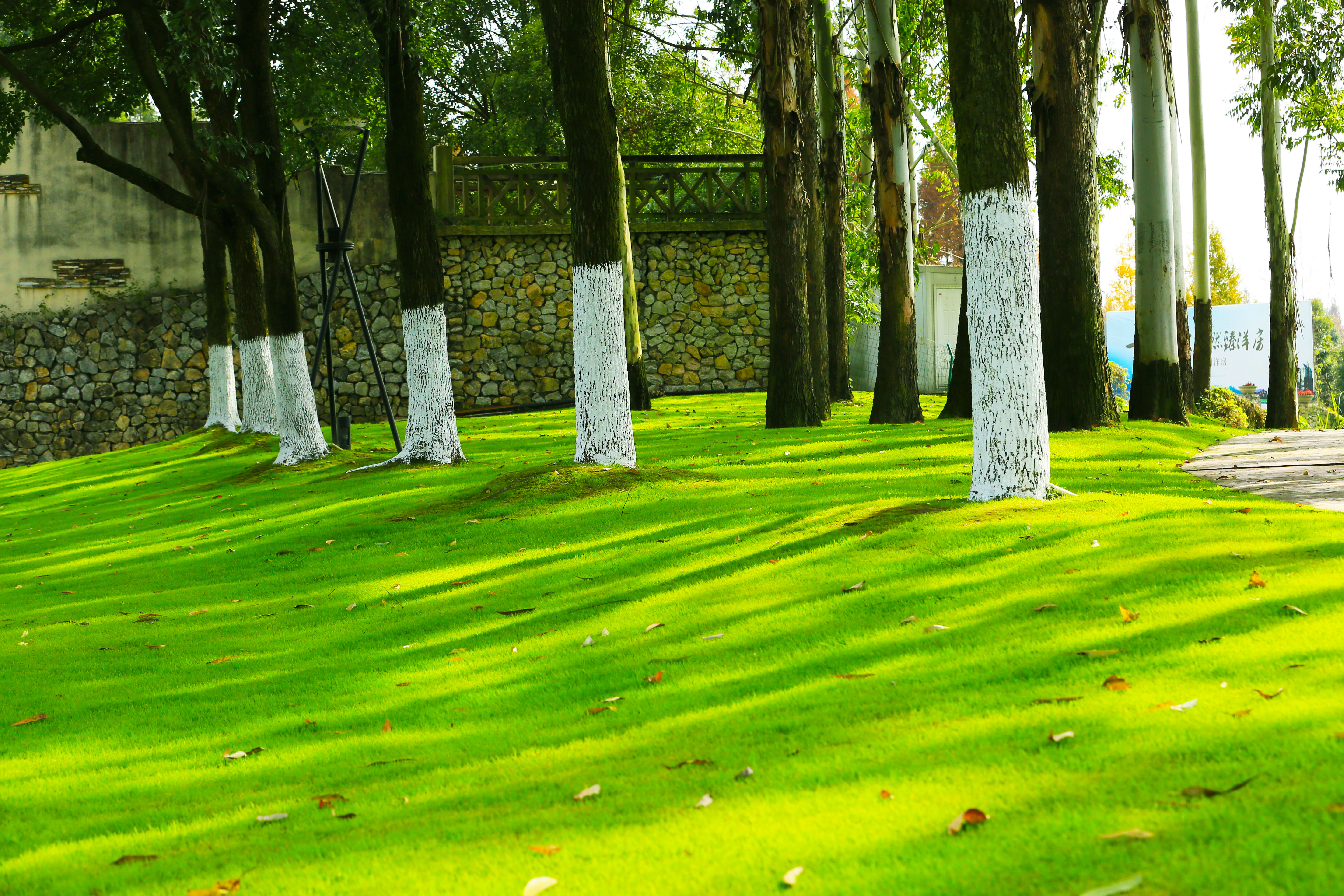 桉树林风景,自然生长的桉树林