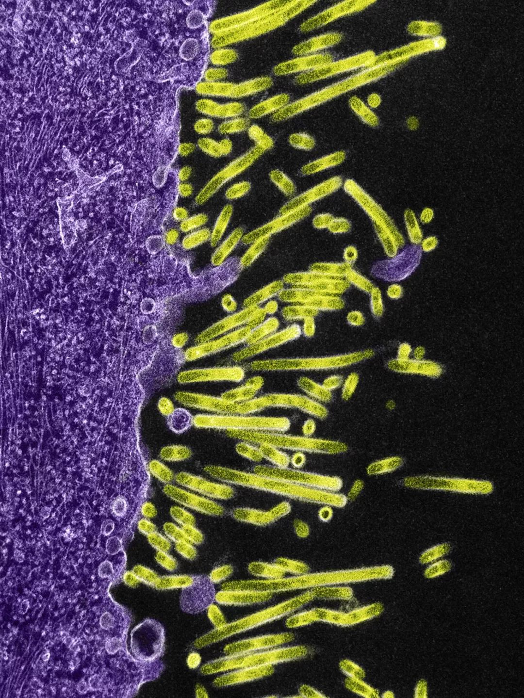 医生和病毒作战,我们如何对付病毒