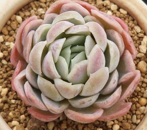 夏季冰玉多肉怎么养护,多肉冰梅夏天怎么养殖