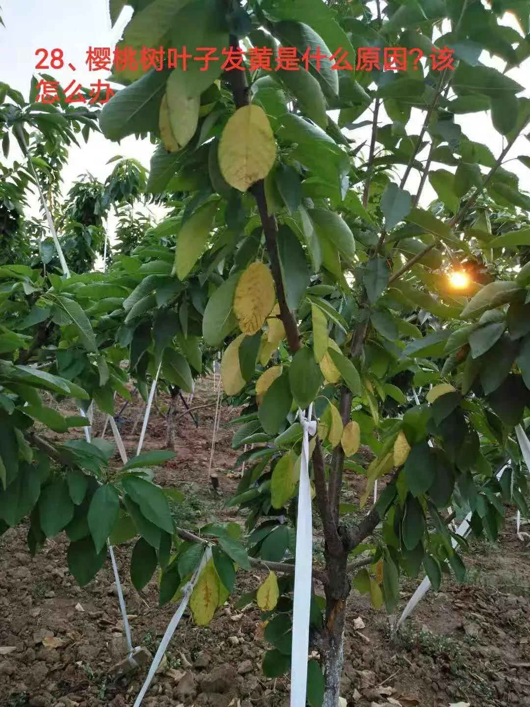 樱桃树叶发黄是什么原因该怎么治,樱桃树叶子边缘发黑是怎么回事