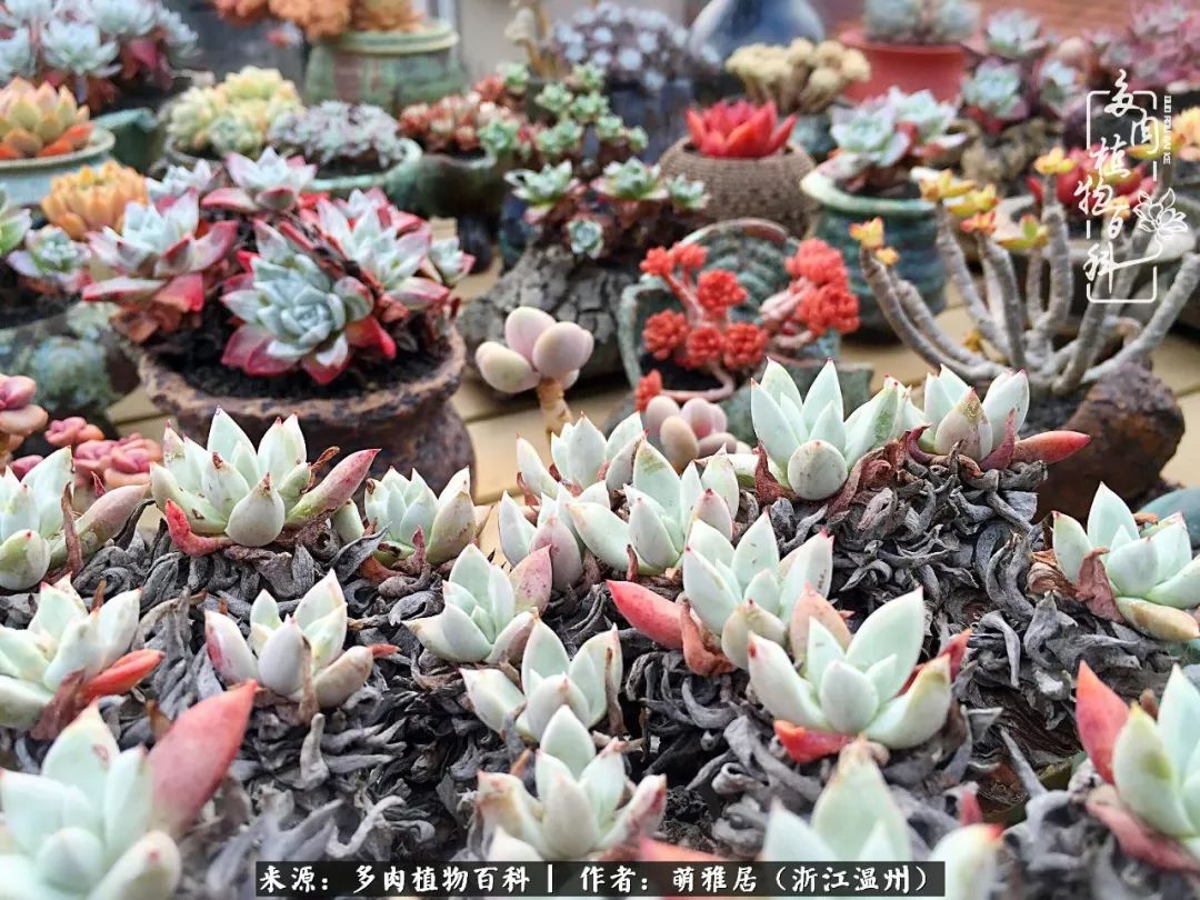 多肉最美的季节已来到,多肉最美的季节来临