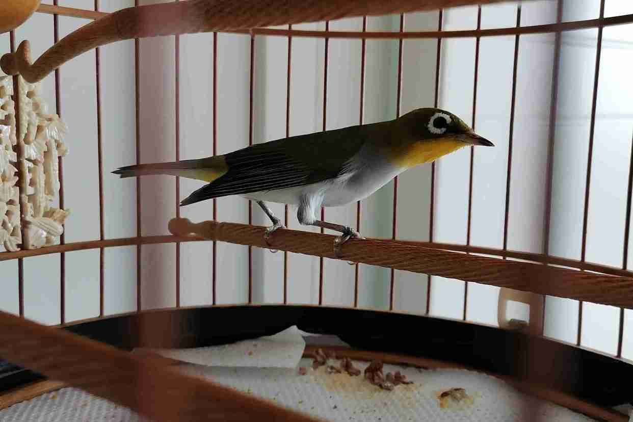 绣眼鸟最怕的是什么,绣眼鸟太吵怎么办