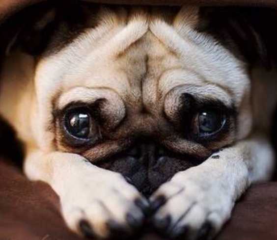 狗狗治疗泪痕有效,有泪痕的狗狗怎么才能去掉泪痕