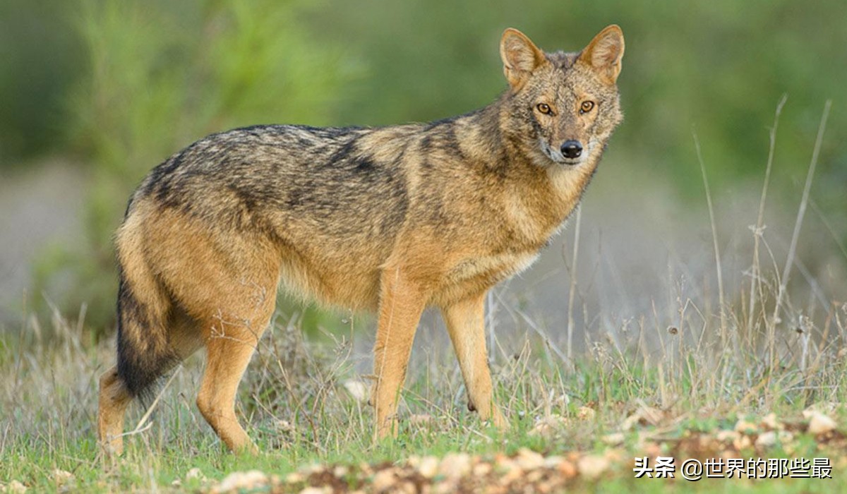 胡狼抢夺狮子和鬣狗的食物片段,胡狼为什么不怕狮子