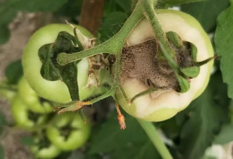 番茄所有病害图片及解决方法,番茄十大病害图解