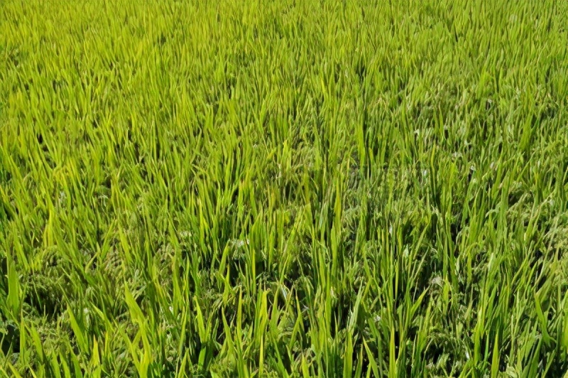水稻过旺怎么办,水稻过旺