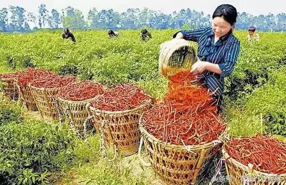 怎么经营好一个合作社,合作社怎么快速盈利