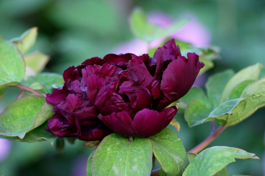 青龙卧墨池牡丹花,青龙卧墨玉牡丹