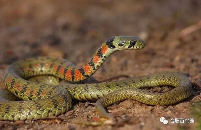 各种动物蛇类科普视频,蛇类科普介绍