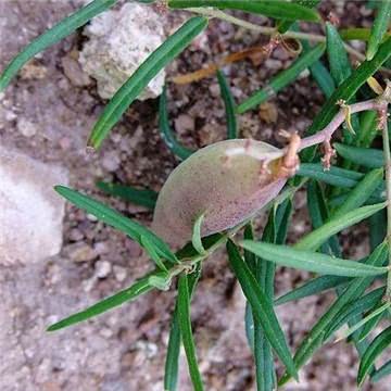 青龙街土瓜价格多少钱一斤,地梢瓜市场价格多少钱一斤