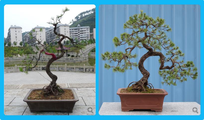 盆景松叶子发黄怎么补救,马尾松盆景养护全过程