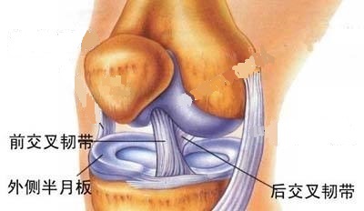 膝关节两侧有前后交叉韧带,怎么知道膝关节内侧副韧带粘连没