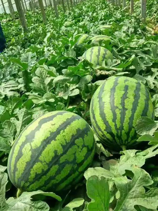 一村一品亿元村,一村一品打造乡村产业