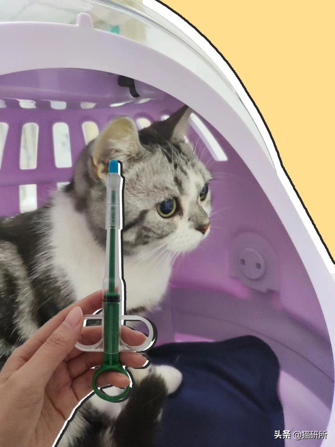 喂药时怎么让猫咪不乱动,喂药给猫方法