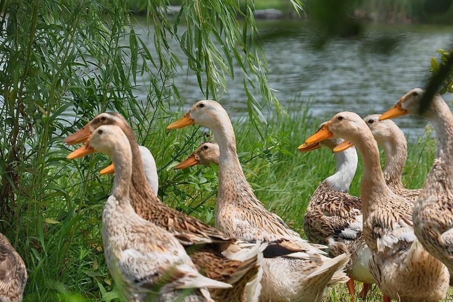 水禽常见疾病及治疗方法,水禽用药