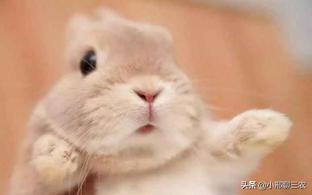 兔子该如何养殖呢,兔子养殖技巧及兔子粪便处理