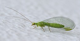 昆虫分类的基本单元,昆虫的分类视频