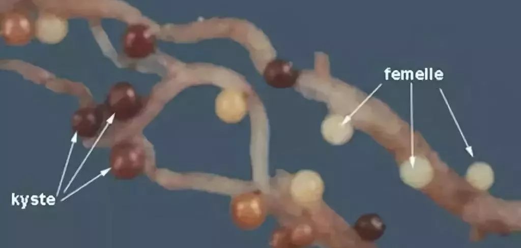 芒果出梢后管理,芒果结果后管理技术与用药