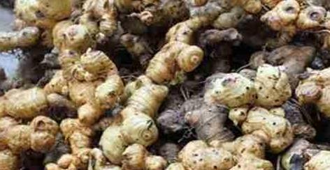 农村经常看见的一种洋姜,洋姜有哪些地方用得最多