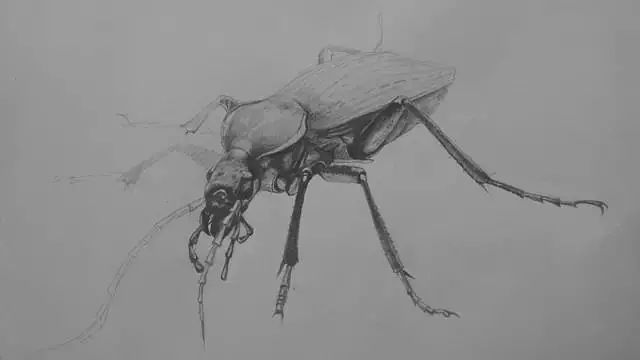 漫画入门零基础画画教程,0基础画画临摹推荐