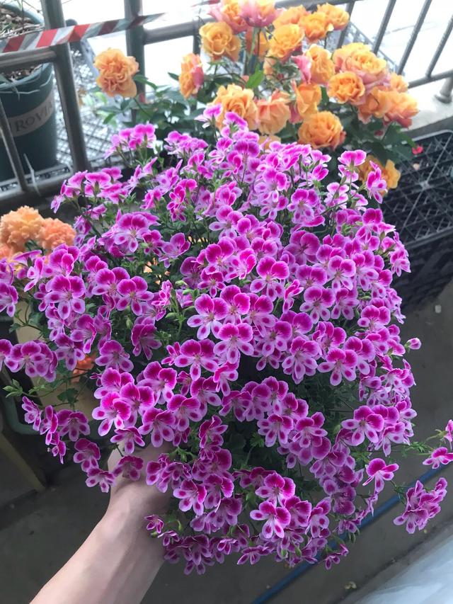 富贵花开什么花最好,花开富贵的花有几种