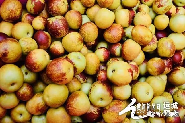 有机冬枣红满天