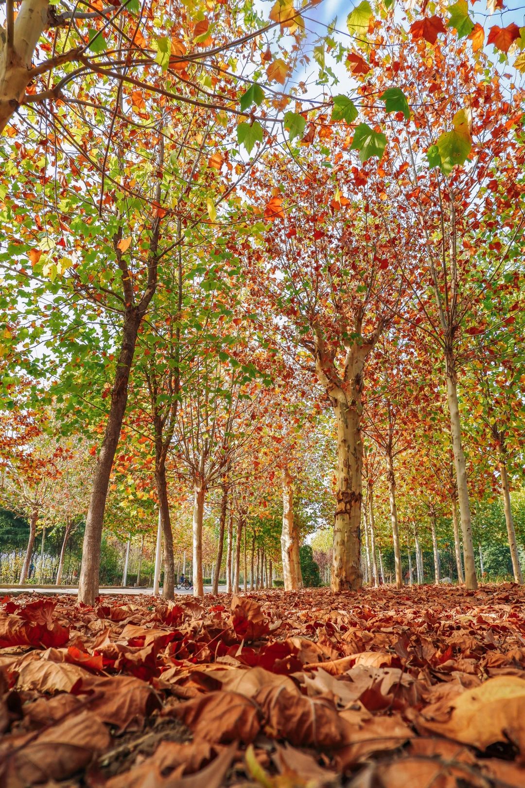 郑州漂亮的秋色风景,郑州的这些湖畔藏着最美的秋色