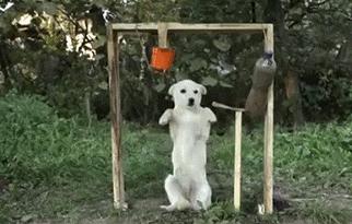 搞笑gif开心一刻单身也挺好,搞笑gif开心视频