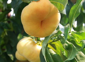 蟠桃选黄色的还是红色的,买蟠桃怎么选出来的蟠桃最甜