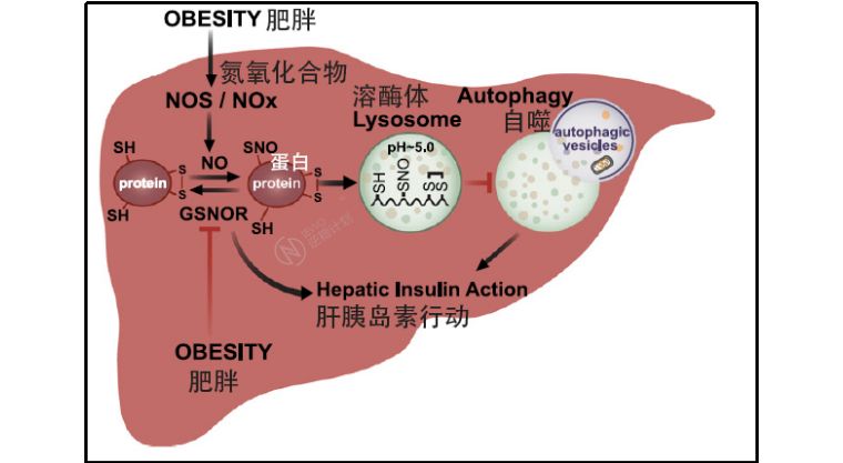我们人体排毒系统有多强,细胞自噬对身体不好