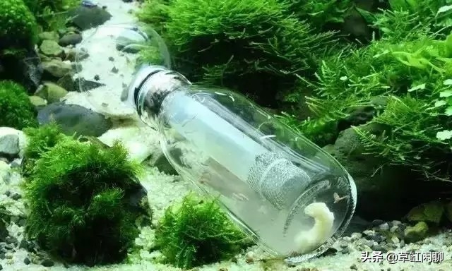 鱼缸小白虫的消灭方法,鱼缸里去除涡虫的最佳方法