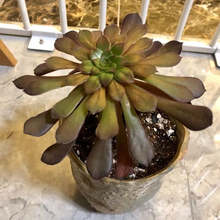 新手小白入坑多肉必看攻略,多肉新手入坑必备指南