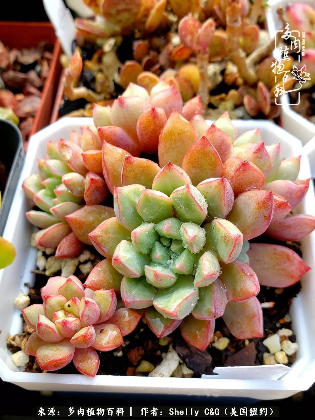 美国纽约有多少华裔人,美国纽约有多少个华人