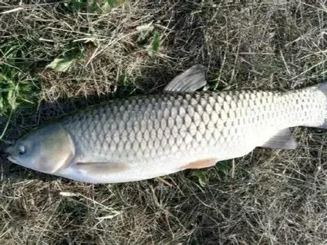 鲤鱼和草鱼的营养区别,鲤鱼与草鱼哪个有营养