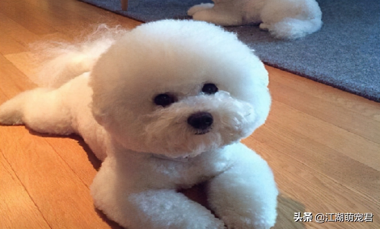 家里养比熊有异味吗,家里养比熊有虫子爬怎么办