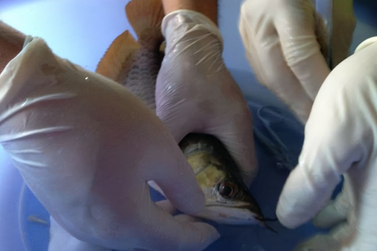 龙鱼单侧掉眼解决方法,龙鱼掉眼手术多少钱