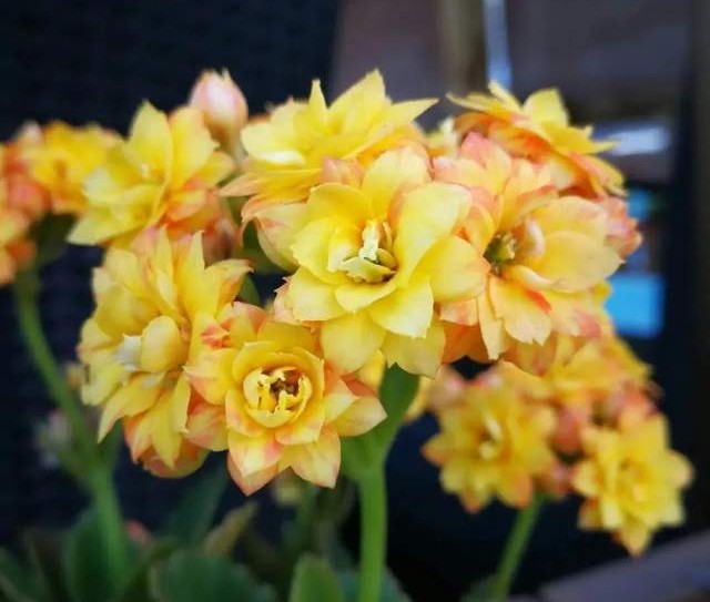 单瓣长寿花品种大全图,长寿花单瓣最好看的品种