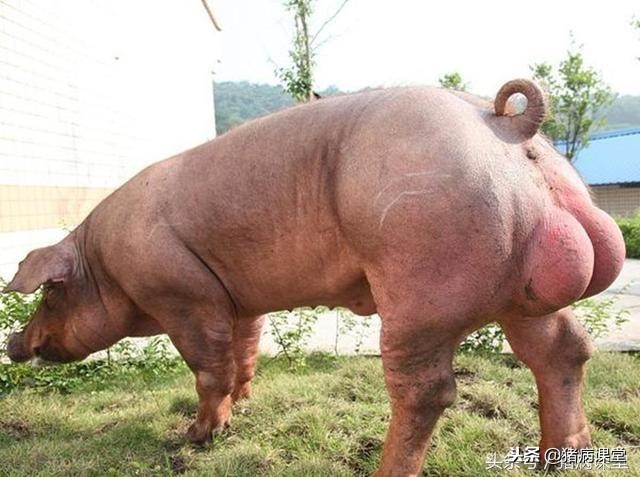 猪场公猪授精技术,猪场经产母猪查情技术视频教程