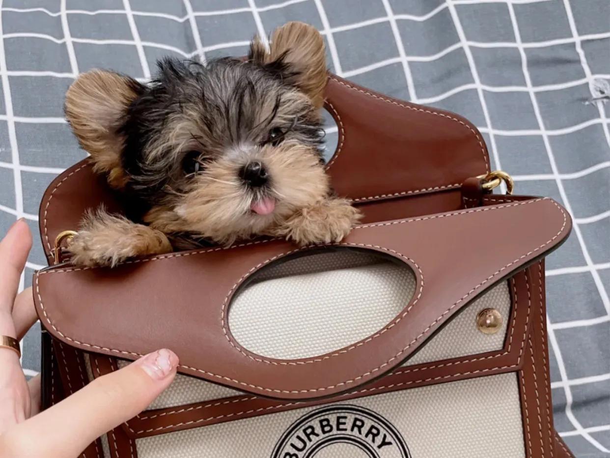 约克夏怎么养才能吃狗粮,铲屎官强哥约克夏有没有问题