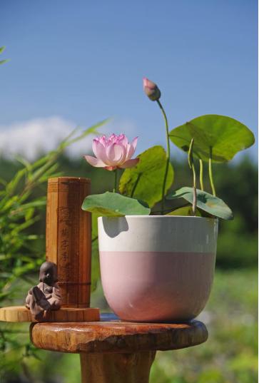 旧茶杯适合养什么,适合茶杯小盆栽