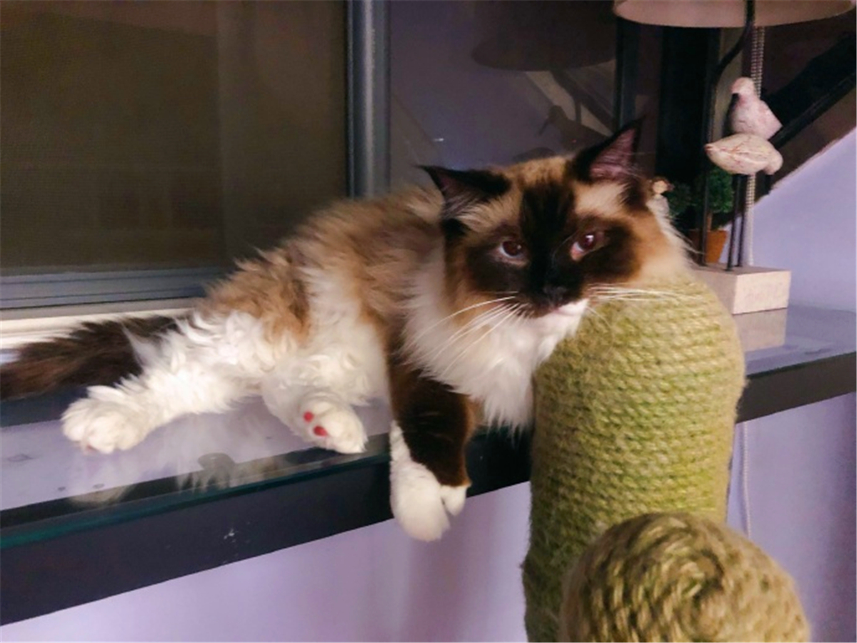 被猫抓伤得了猫抓病,被猫抓伤了可以不打疫苗吗