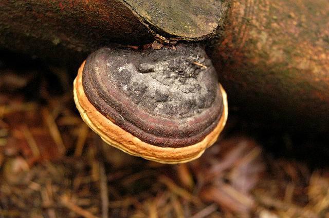 真菌是一类什么样的生物呢？真菌究竟是植物还是动物呢？